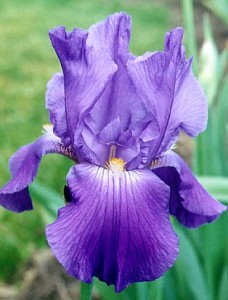 Actual iris may or may not look like this.